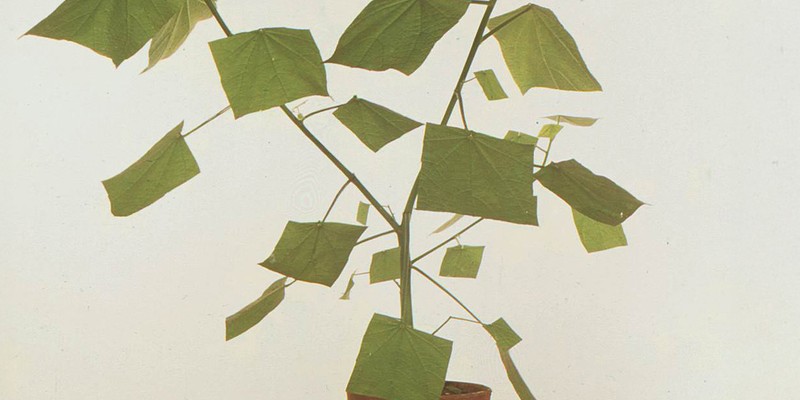 Managing Product Design Teams